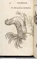 Picture 138 of 273 from Vlyssis Aldrovandi Patricii Bononiensis Monstrorvm Historia: cum Indice copiosissimo (1642), leaf 570