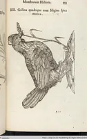 Picture 139 of 273 from Vlyssis Aldrovandi Patricii Bononiensis Monstrorvm Historia: cum Indice copiosissimo (1642), leaf 571