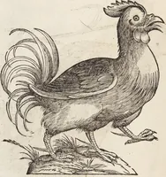 Picture 140 of 273 from Vlyssis Aldrovandi Patricii Bononiensis Monstrorvm Historia: cum Indice copiosissimo (1642), leaf 572