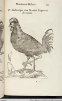 Picture 141 of 273 from Vlyssis Aldrovandi Patricii Bononiensis Monstrorvm Historia: cum Indice copiosissimo (1642), leaf 573
