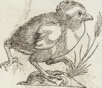 Picture 143 of 273 from Vlyssis Aldrovandi Patricii Bononiensis Monstrorvm Historia: cum Indice copiosissimo (1642), leaf 575