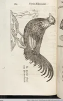 Picture 144 of 273 from Vlyssis Aldrovandi Patricii Bononiensis Monstrorvm Historia: cum Indice copiosissimo (1642), leaf 578
