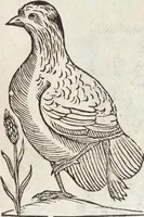 Picture 146 of 273 from Vlyssis Aldrovandi Patricii Bononiensis Monstrorvm Historia: cum Indice copiosissimo (1642), leaf 579