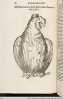 Picture 147 of 273 from Vlyssis Aldrovandi Patricii Bononiensis Monstrorvm Historia: cum Indice copiosissimo (1642), leaf 580