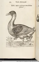 Picture 148 of 273 from Vlyssis Aldrovandi Patricii Bononiensis Monstrorvm Historia: cum Indice copiosissimo (1642), leaf 582