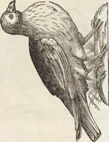 Picture 149 of 273 from Vlyssis Aldrovandi Patricii Bononiensis Monstrorvm Historia: cum Indice copiosissimo (1642), leaf 583