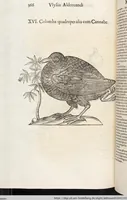Picture 150 of 273 from Vlyssis Aldrovandi Patricii Bononiensis Monstrorvm Historia: cum Indice copiosissimo (1642), leaf 584