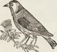 An illustration from Vlyssis Aldrovandi Patricii Bononiensis Monstrorvm Historia: cum Indice copiosissimo (1642)