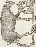 Picture 154 of 273 from Vlyssis Aldrovandi Patricii Bononiensis Monstrorvm Historia: cum Indice copiosissimo (1642), leaf 592