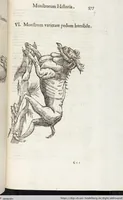 Picture 156 of 273 from Vlyssis Aldrovandi Patricii Bononiensis Monstrorvm Historia: cum Indice copiosissimo (1642), leaf 595