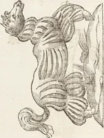 Picture 162 of 273 from Vlyssis Aldrovandi Patricii Bononiensis Monstrorvm Historia: cum Indice copiosissimo (1642), leaf 608