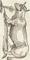 Picture 165 of 273 from Vlyssis Aldrovandi Patricii Bononiensis Monstrorvm Historia: cum Indice copiosissimo (1642), leaf 623