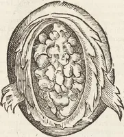 Picture 18 of 273 from Vlyssis Aldrovandi Patricii Bononiensis Monstrorvm Historia: cum Indice copiosissimo (1642), leaf 63