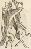 Picture 171 of 273 from Vlyssis Aldrovandi Patricii Bononiensis Monstrorvm Historia: cum Indice copiosissimo (1642), leaf 636