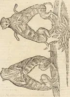 Picture 172 of 273 from Vlyssis Aldrovandi Patricii Bononiensis Monstrorvm Historia: cum Indice copiosissimo (1642), leaf 638