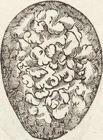 Picture 19 of 273 from Vlyssis Aldrovandi Patricii Bononiensis Monstrorvm Historia: cum Indice copiosissimo (1642), leaf 64
