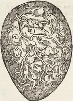 Picture 20 of 273 from Vlyssis Aldrovandi Patricii Bononiensis Monstrorvm Historia: cum Indice copiosissimo (1642), leaf 64