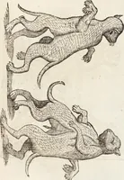 Picture 175 of 273 from Vlyssis Aldrovandi Patricii Bononiensis Monstrorvm Historia: cum Indice copiosissimo (1642), leaf 641