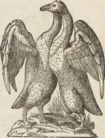 An illustration from Vlyssis Aldrovandi Patricii Bononiensis Monstrorvm Historia: cum Indice copiosissimo (1642)