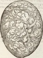 Picture 21 of 273 from Vlyssis Aldrovandi Patricii Bononiensis Monstrorvm Historia: cum Indice copiosissimo (1642), leaf 65