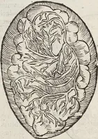 Picture 23 of 273 from Vlyssis Aldrovandi Patricii Bononiensis Monstrorvm Historia: cum Indice copiosissimo (1642), leaf 66