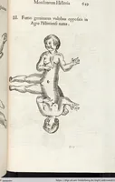 Picture 185 of 273 from Vlyssis Aldrovandi Patricii Bononiensis Monstrorvm Historia: cum Indice copiosissimo (1642), leaf 667
