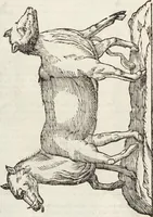An illustration from Vlyssis Aldrovandi Patricii Bononiensis Monstrorvm Historia: cum Indice copiosissimo (1642)