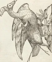 Picture 191 of 273 from Vlyssis Aldrovandi Patricii Bononiensis Monstrorvm Historia: cum Indice copiosissimo (1642), leaf 678