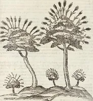 Picture 193 of 273 from Vlyssis Aldrovandi Patricii Bononiensis Monstrorvm Historia: cum Indice copiosissimo (1642), leaf 683