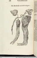 Picture 194 of 273 from Vlyssis Aldrovandi Patricii Bononiensis Monstrorvm Historia: cum Indice copiosissimo (1642), leaf 686