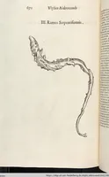 Picture 195 of 273 from Vlyssis Aldrovandi Patricii Bononiensis Monstrorvm Historia: cum Indice copiosissimo (1642), leaf 690