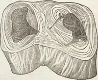 Picture 196 of 273 from Vlyssis Aldrovandi Patricii Bononiensis Monstrorvm Historia: cum Indice copiosissimo (1642), leaf 692