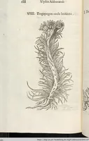 Picture 197 of 273 from Vlyssis Aldrovandi Patricii Bononiensis Monstrorvm Historia: cum Indice copiosissimo (1642), leaf 706