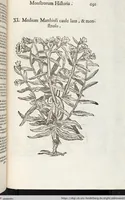 Picture 198 of 273 from Vlyssis Aldrovandi Patricii Bononiensis Monstrorvm Historia: cum Indice copiosissimo (1642), leaf 709