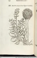 Picture 199 of 273 from Vlyssis Aldrovandi Patricii Bononiensis Monstrorvm Historia: cum Indice copiosissimo (1642), leaf 710