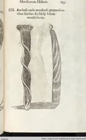 Picture 200 of 273 from Vlyssis Aldrovandi Patricii Bononiensis Monstrorvm Historia: cum Indice copiosissimo (1642), leaf 711