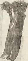 Picture 201 of 273 from Vlyssis Aldrovandi Patricii Bononiensis Monstrorvm Historia: cum Indice copiosissimo (1642), leaf 712