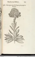 Picture 202 of 273 from Vlyssis Aldrovandi Patricii Bononiensis Monstrorvm Historia: cum Indice copiosissimo (1642), leaf 715