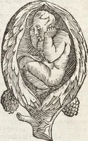 Picture 27 of 273 from Vlyssis Aldrovandi Patricii Bononiensis Monstrorvm Historia: cum Indice copiosissimo (1642), leaf 72
