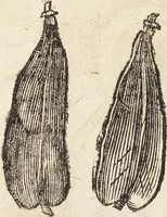 Picture 203 of 273 from Vlyssis Aldrovandi Patricii Bononiensis Monstrorvm Historia: cum Indice copiosissimo (1642), leaf 723