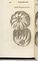 Picture 204 of 273 from Vlyssis Aldrovandi Patricii Bononiensis Monstrorvm Historia: cum Indice copiosissimo (1642), leaf 724