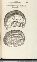 Picture 205 of 273 from Vlyssis Aldrovandi Patricii Bononiensis Monstrorvm Historia: cum Indice copiosissimo (1642), leaf 725