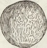 Picture 206 of 273 from Vlyssis Aldrovandi Patricii Bononiensis Monstrorvm Historia: cum Indice copiosissimo (1642), leaf 727