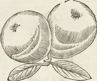 Picture 207 of 273 from Vlyssis Aldrovandi Patricii Bononiensis Monstrorvm Historia: cum Indice copiosissimo (1642), leaf 728