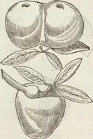 Picture 208 of 273 from Vlyssis Aldrovandi Patricii Bononiensis Monstrorvm Historia: cum Indice copiosissimo (1642), leaf 728