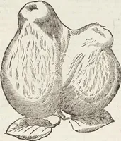 Picture 209 of 273 from Vlyssis Aldrovandi Patricii Bononiensis Monstrorvm Historia: cum Indice copiosissimo (1642), leaf 729