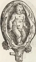 Picture 29 of 273 from Vlyssis Aldrovandi Patricii Bononiensis Monstrorvm Historia: cum Indice copiosissimo (1642), leaf 73