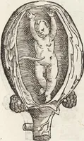 Picture 30 of 273 from Vlyssis Aldrovandi Patricii Bononiensis Monstrorvm Historia: cum Indice copiosissimo (1642), leaf 73