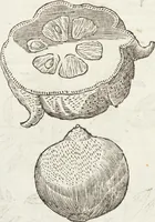 Picture 210 of 273 from Vlyssis Aldrovandi Patricii Bononiensis Monstrorvm Historia: cum Indice copiosissimo (1642), leaf 732