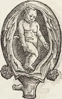 Picture 31 of 273 from Vlyssis Aldrovandi Patricii Bononiensis Monstrorvm Historia: cum Indice copiosissimo (1642), leaf 74